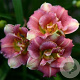 Hemerocallis 'Precious' GM P9 BIO