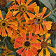 Helenium 'Waltraut' GM P9 BIO