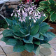 Hosta 'Fortunei Hyacinthina' GM P9 BIO