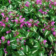 Lamium mac. 'Roseum' GM P9 BIO