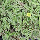 Leptinella squalida GM P9 BIO