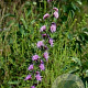 Liatris aspera GM P9 BIO