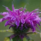 Monarda 'Prärienacht' GM P9 BIO