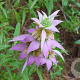 Monarda punctata GM P9 BIO