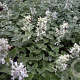 Nepeta racemosa 'Snowflake' GM P9 BIO