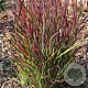 Panicum virgatum 'Sangria' GM P9 BIO