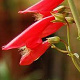 Penstemon b. 'Coccineus' GM P9 BIO