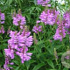 Physostegia v. 'Bouquet Rose' GM P9 BIO