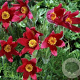Pulsatilla v. 'Röde Klokke' GM P9 BIO