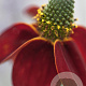 Ratibida columnifera pulcherrima GM P9 BIO