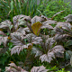 Rodgersia podophylla 'Rotlaub' GM P9 BIO