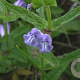 Scutellaria galericulata GM P9 BIO