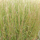 Schizachyrium sc. 'Caïro' GM P9 BIO