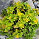 Sedum kamtsch. 'Variegatum' GM P9 BIO