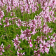 Stachys off. 'Pinky' GM P9 BIO