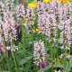 Stachys off. 'Rosea' GM P9 BIO