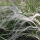 Stipa pennata GM P9 BIO