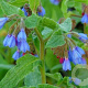 Symphytum azureum GM P9 BIO