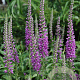 Veronica 'Eveline' GM P9 BIO