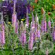 Veronica longif. 'Charming Pink' GM P9 BIO