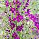 Verbascum phoenic. 'Violetta' GM P9 BIO