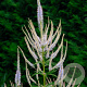 Veronicastrum virginicum GM P9 BIO