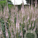 Veronicastrum virg. 'Pink Glow' GM P9 BIO