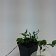 Vinca minor 'Aureovariegata' GM P9 BIO