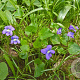Viola sororia GM P9 BIO