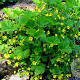 Waldsteinia geoides GM P9 BIO