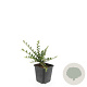 Cotoneaster horizontalis GM P9