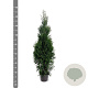 Thuja occidentalis 'King of Brabant' 125-150 cm 7,5L