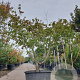 Acer japonicum 'Aconitifolium' 200-250 cm container meerstammig