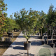 Acer palmatum 250-300 cm container meerstammig
