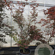 Acer pal. 'Atropurpureum' 175-200 cm container meerstammig
