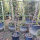 Acer pal. 'Bloodgood' 150-175 cm container 