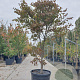 Acer pal. 'Bloodgood' 250-300 cm container meerstammig