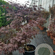 Acer pal. 'Fireglow' 100-125 cm container meerstammig