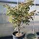 Acer pal. 'Fireglow' 100-125 cm container meerstammig