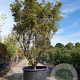 Acer pal. 'Jerre Schwartz' 250-300 cm container meerstammig