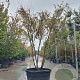 Acer pal. 'Linearilobum' 175-200 cm container meerstammig