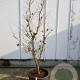 Acer pal. 'Osakazuki' 150-175 cm container 