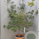 Acer pal. 'Osakazuki' 150-175 cm container 