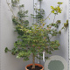 Acer pal. 'Osakazuki' 150-175 cm container 