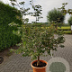 Acer pal. 'Osakazuki' 150-175 cm container 