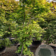 Acer pal. 'Osakazuki' 200-250 cm container meerstammig