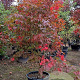 Acer pal. 'Osakazuki' 200-250 cm container meerstammig