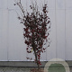 Acer pal. 'Osakazuki' 200-250 cm container meerstammig