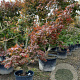 Acer pal. 'Osakazuki' 200-250 cm container meerstammig