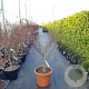 Acer pal. 'Osakazuki' 200-250 cm container meerstammig